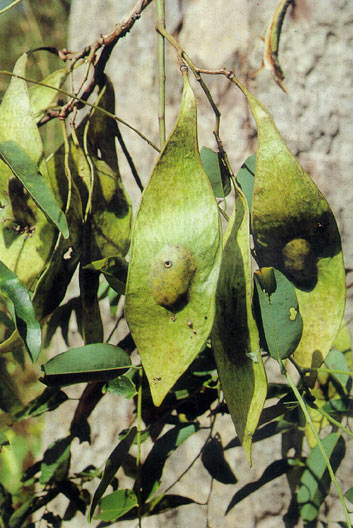 ชิงชัน Dalbergia oliveri Gamble<br/>FABACEAE (LEGUMINOSAE-PAPILIONOIDEAE)